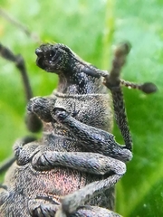 Liophloeus tessulatus