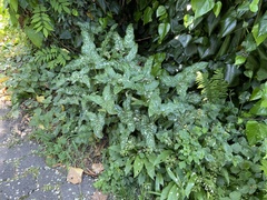 Arum