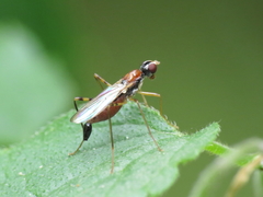 Neria octoannulata
