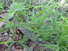 Eleocharis tortilis