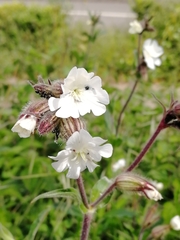 Silene latifolia