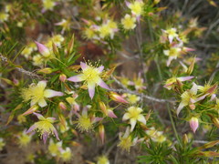 Calytrix depressa