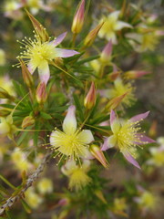 Calytrix depressa
