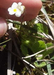 Pinguicula alpina