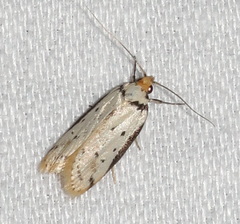 Philobota thiocrossa