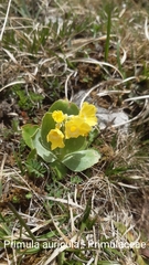 Primula auricula