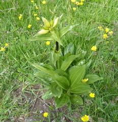 Gentiana punctata