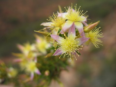 Calytrix depressa