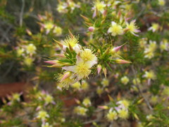 Calytrix depressa