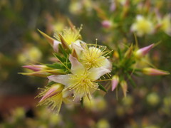 Calytrix depressa