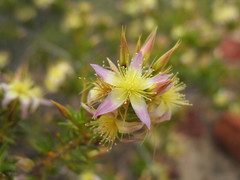 Calytrix depressa
