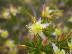 Calytrix depressa