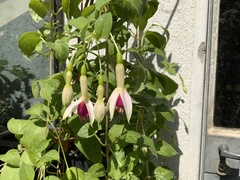 Fuchsia