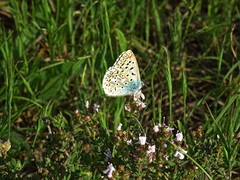 Polyommatus hispana
