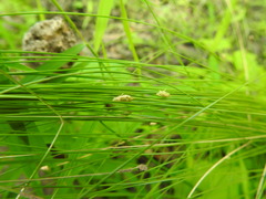 Eleocharis tortilis