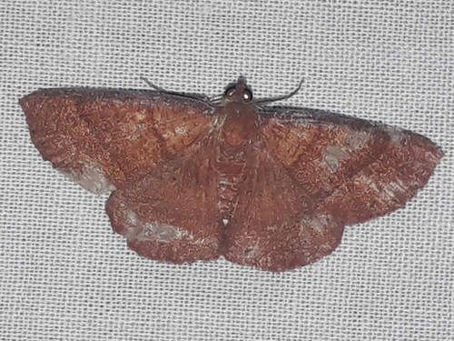 Oenoptila nigrilineata