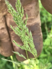 Sphenopholis obtusata