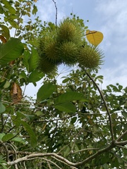 Nephelium