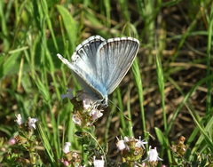 Polyommatus hispana