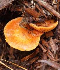 Gymnopilus dilepis