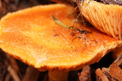 Gymnopilus dilepis
