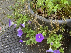 Magnoliopsida