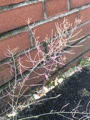 Arabidopsis thaliana