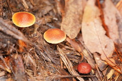 Gymnopilus dilepis