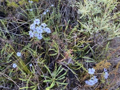 Olearia paucidentata