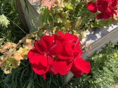 Geranium macrorrhizum