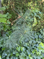 Pinus