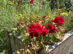 Geranium macrorrhizum