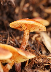 Gymnopilus dilepis