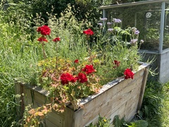 Geranium macrorrhizum
