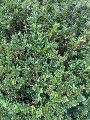 Buxus