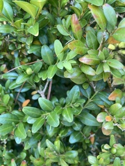 Buxus