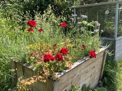 Geranium macrorrhizum