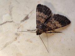 Hydrillodes lentalis