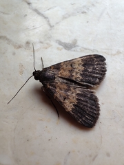 Hydrillodes lentalis