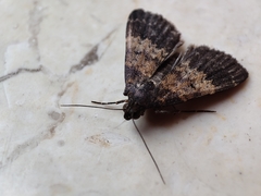 Hydrillodes lentalis