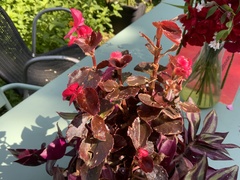 Begonia