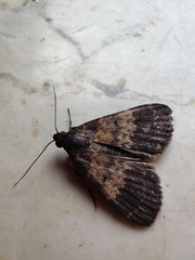 Hydrillodes lentalis