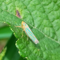 Ferrariana trivittata