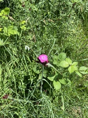 Dianthus