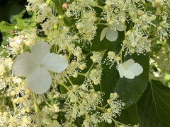Hydrangea