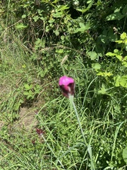 Dianthus
