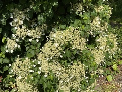 Hydrangea