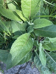 Verbascum
