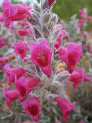 Dasymalla terminalis