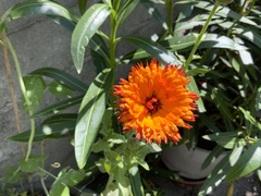 Calendula